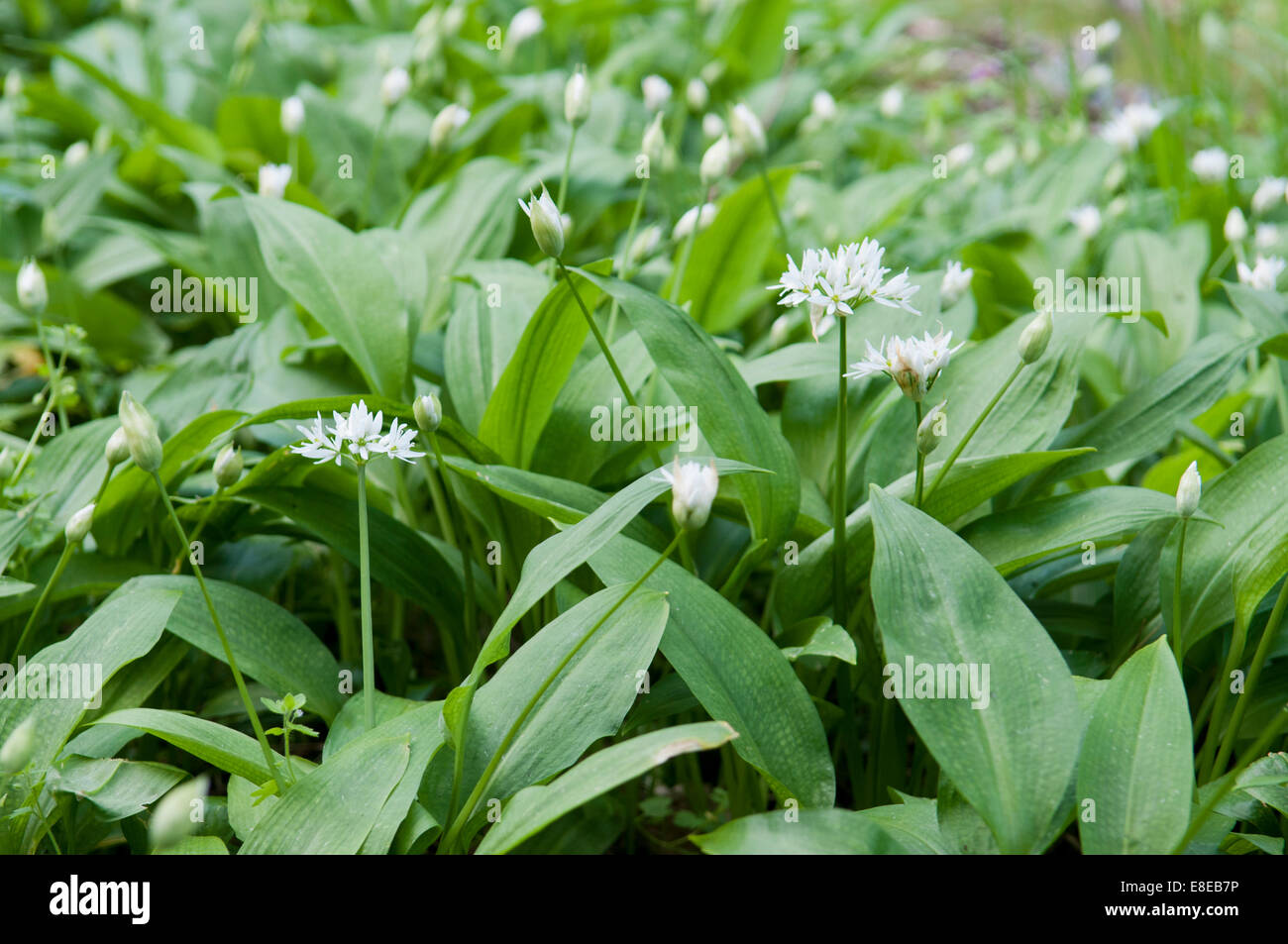 URSINUM DELL'ALLIUM Foto Stock