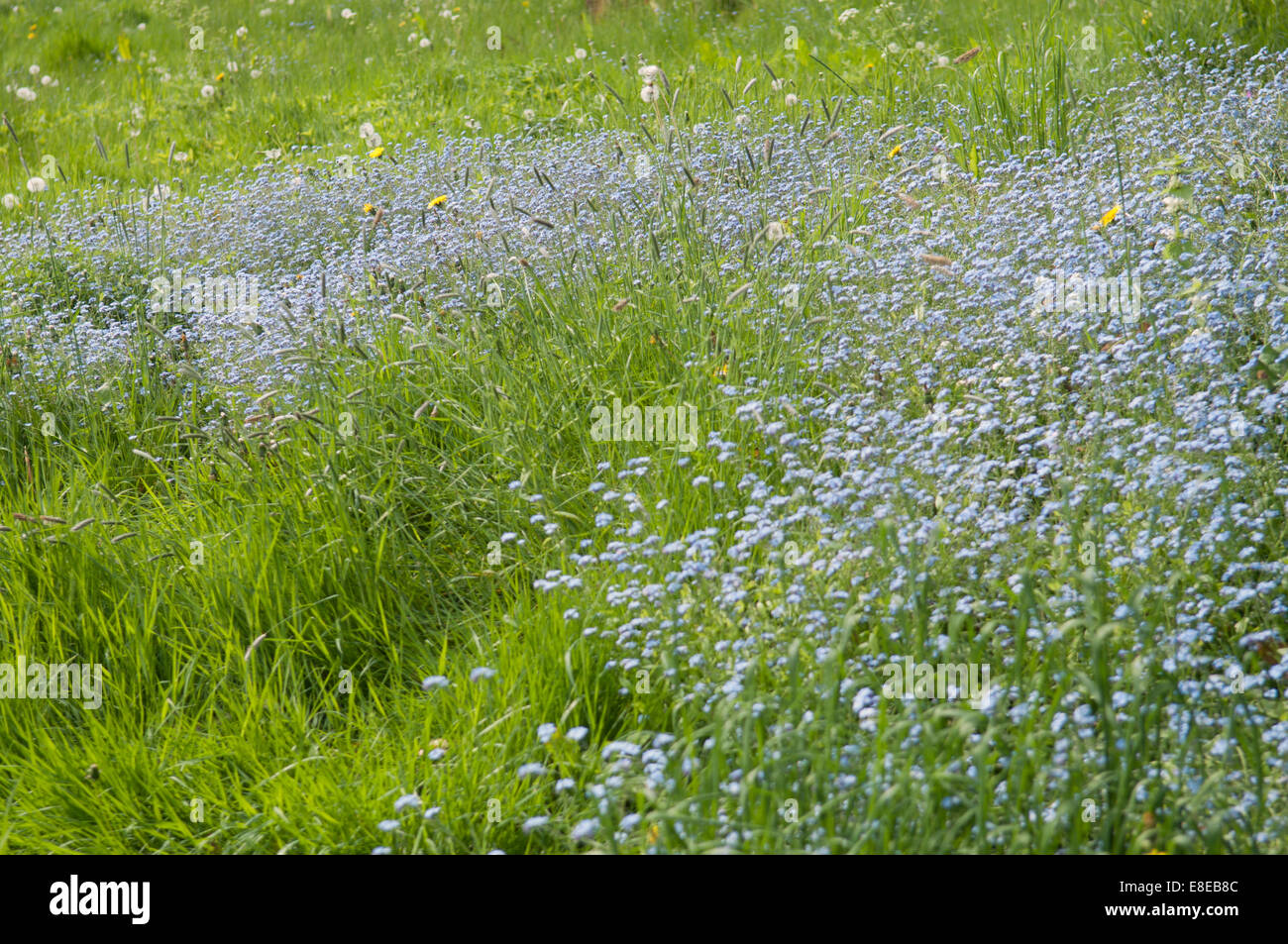 MYOSOTIS SYLVATICA Foto Stock