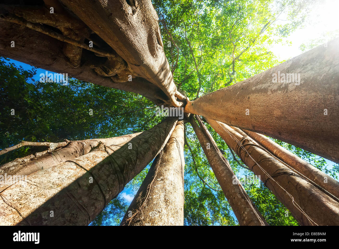 Incredibile giornata di sole a foresta pluviale con il gigante banyan tree tropicale e raggi solari. La natura e il paesaggio sullo sfondo di viaggio. Cambogia Foto Stock
