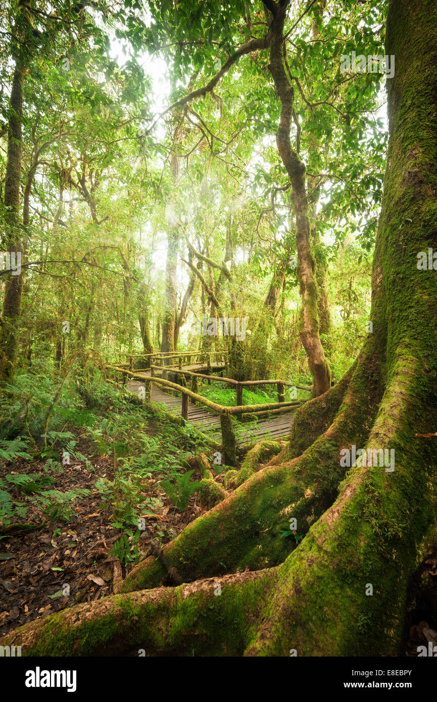 Tropical brumoso paesaggio della foresta pluviale del Parco all'aperto con grande albero radici, jungle piante e ponte di legno. Sfondo di viaggio a D Foto Stock