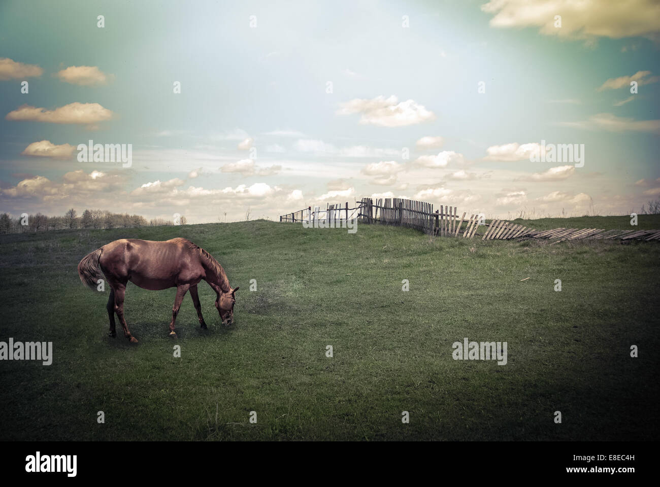 Giornata di sole in campagna. Paesaggio estivo con cavallo al pascolo sotto il blu cielo nuvoloso. Sullo sfondo della natura in stile vintage Foto Stock