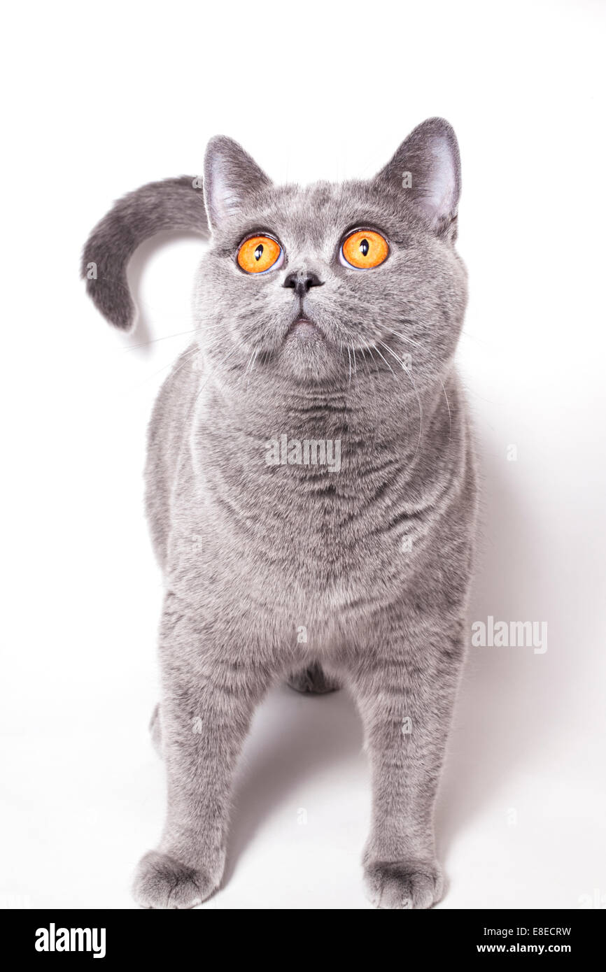 Per adulti British Shorthair gatto su sfondo bianco Foto Stock