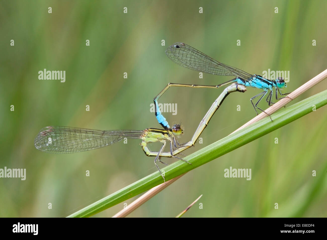 Coppia di blu-tailed damselflies coniugata mentre appollaiato su un gambo di erba, Camargue, Francia. Foto Stock