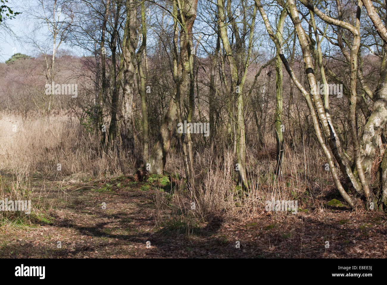 Calthorpe ampia. SSSI ; Ramsar; Riserva Naturale Nazionale. ESA. Successione. Reed (Phragmites sp. ), Roverella (Betulla Betula pubescens) Foto Stock