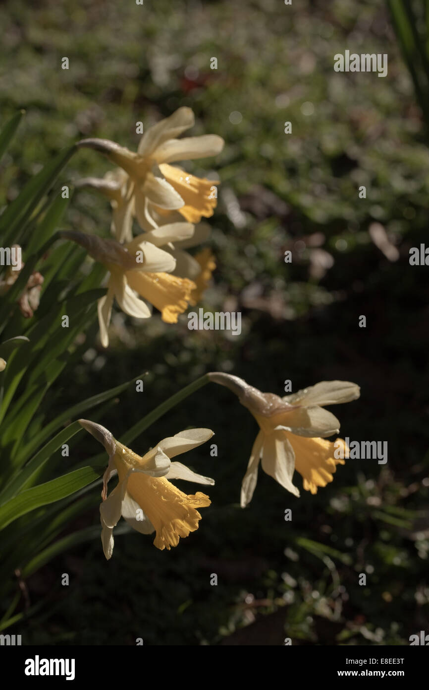 I narcisi selvatici (Narcissus pseudonarcissus). Molla. Norfolk bosco. Foto Stock