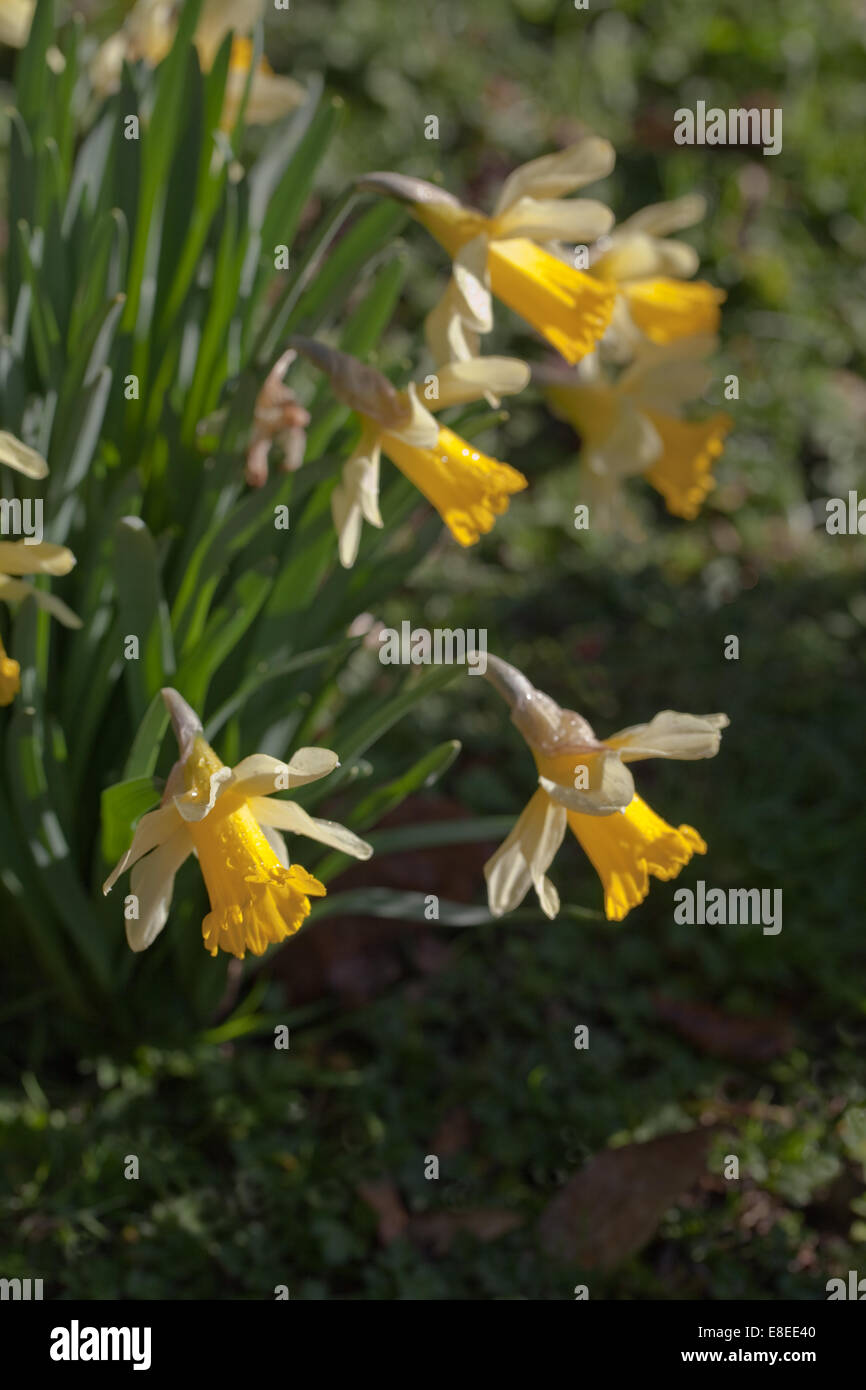 I narcisi selvatici (Narcissus pseudonarcissus). Molla. Norfolk. In Inghilterra. Foto Stock