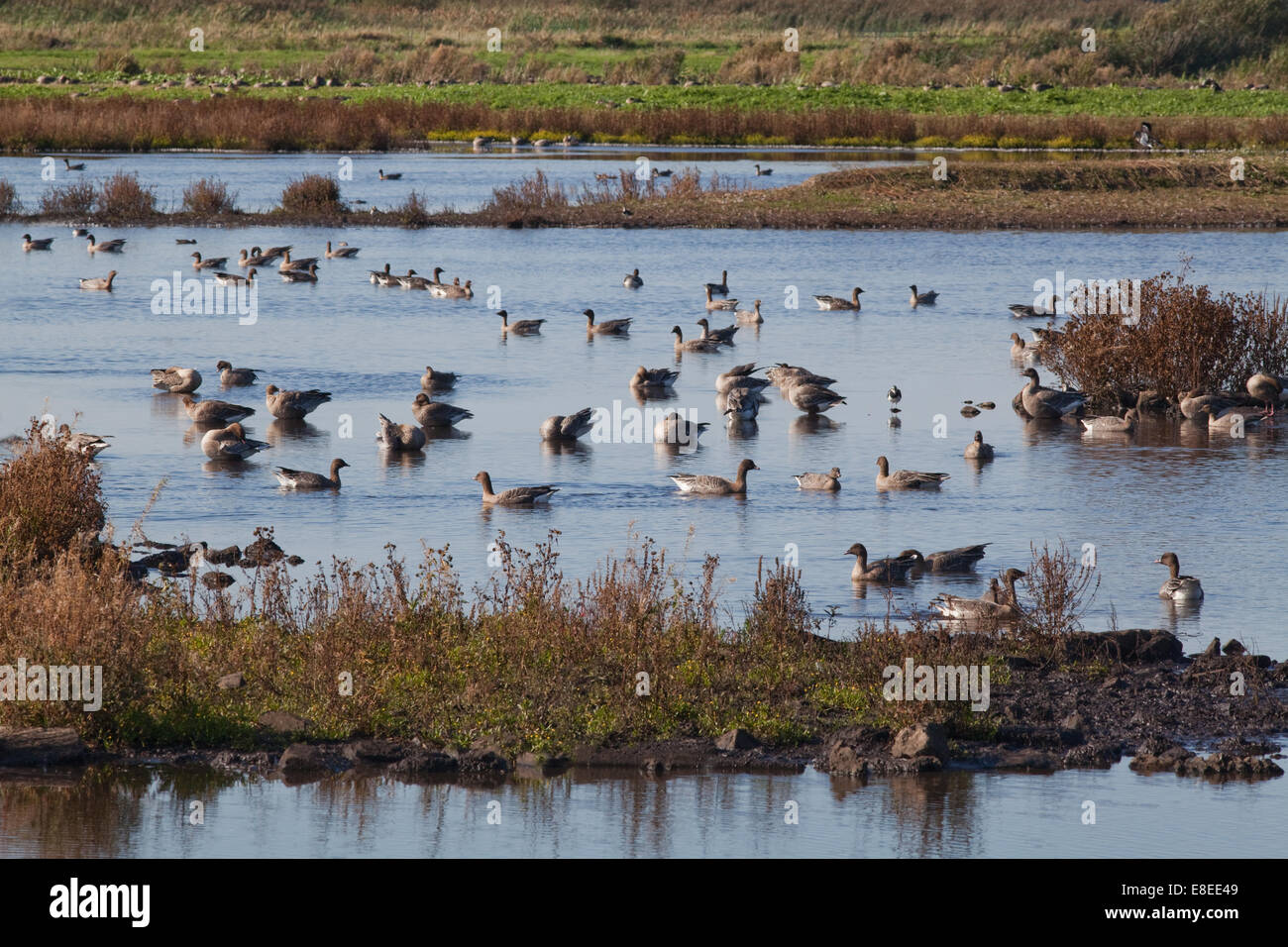 Rosa-footed oche (Anser brachyrhynchus). Martin semplice. Ottobre 2014. Parte di un autunno " arrivo " di 45.000 uccelli provenienti dall Islanda. Foto Stock