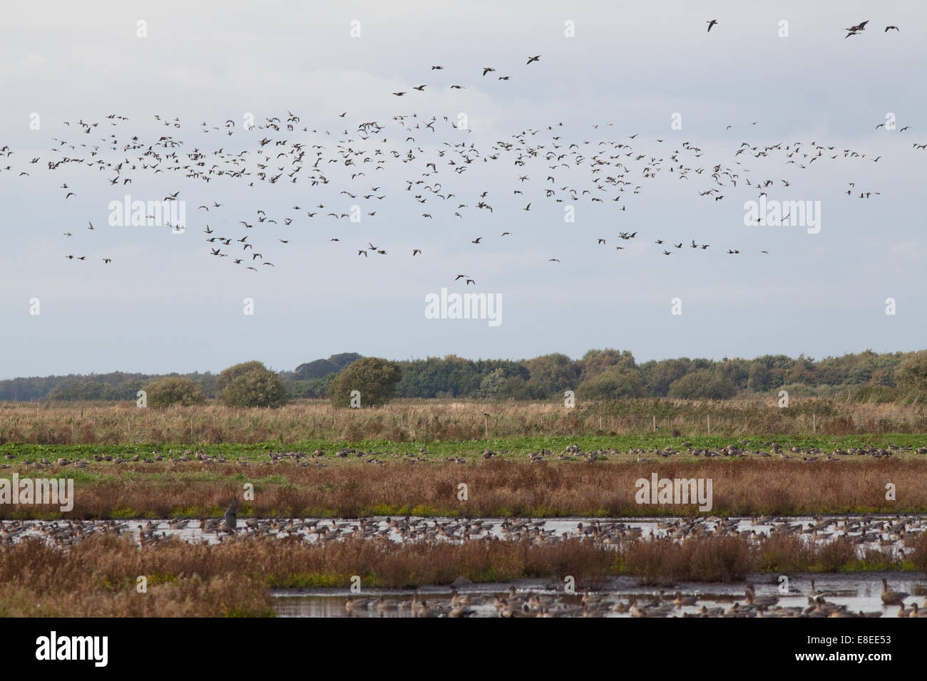 Rosa-footed oche (Anser brachyrhynchus). Martin semplice. Ottobre 2014. Parte di un autunno " arrivo " di 45.000 uccelli provenienti dall Islanda. Foto Stock