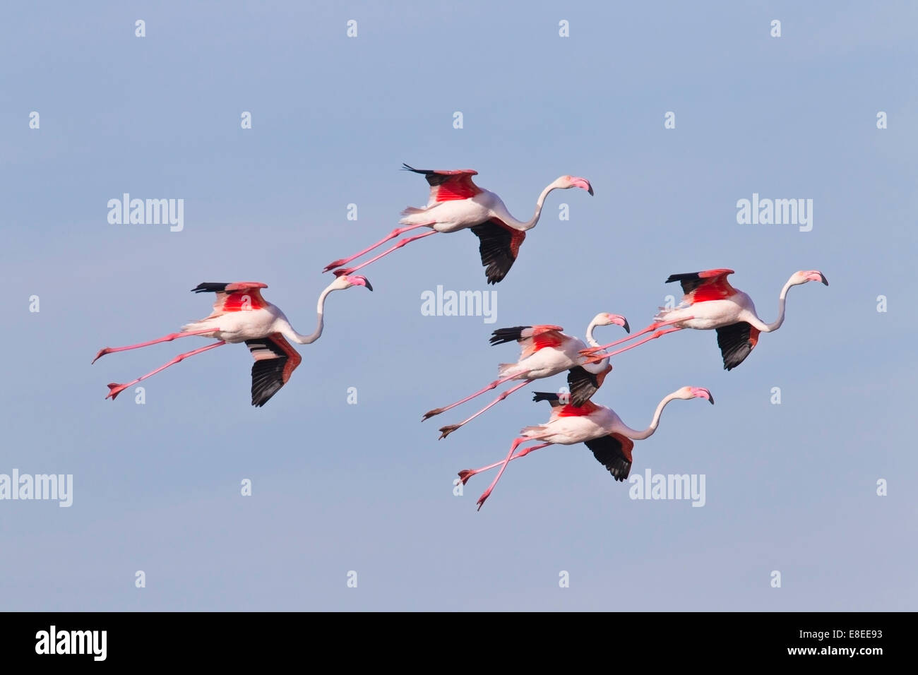 Gregge di adulto fenicotteri maggiore sbarco, contro un cielo blu, Camargue, Francia Foto Stock