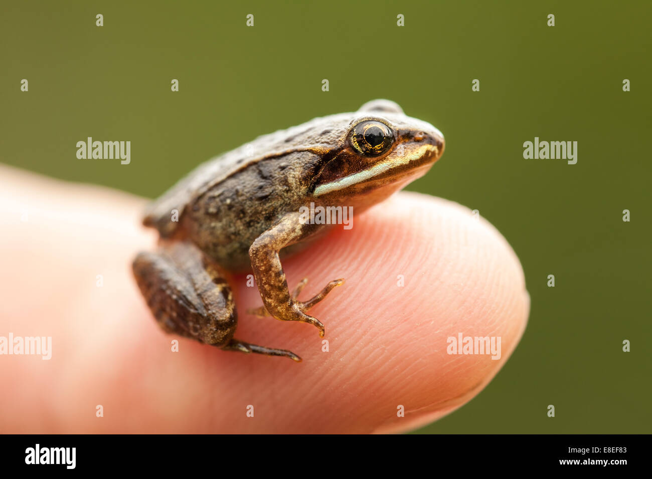 Miniatura di seduta su un Humain dito (indice) in modo che possiamo vedere come piccole la rana è Foto Stock