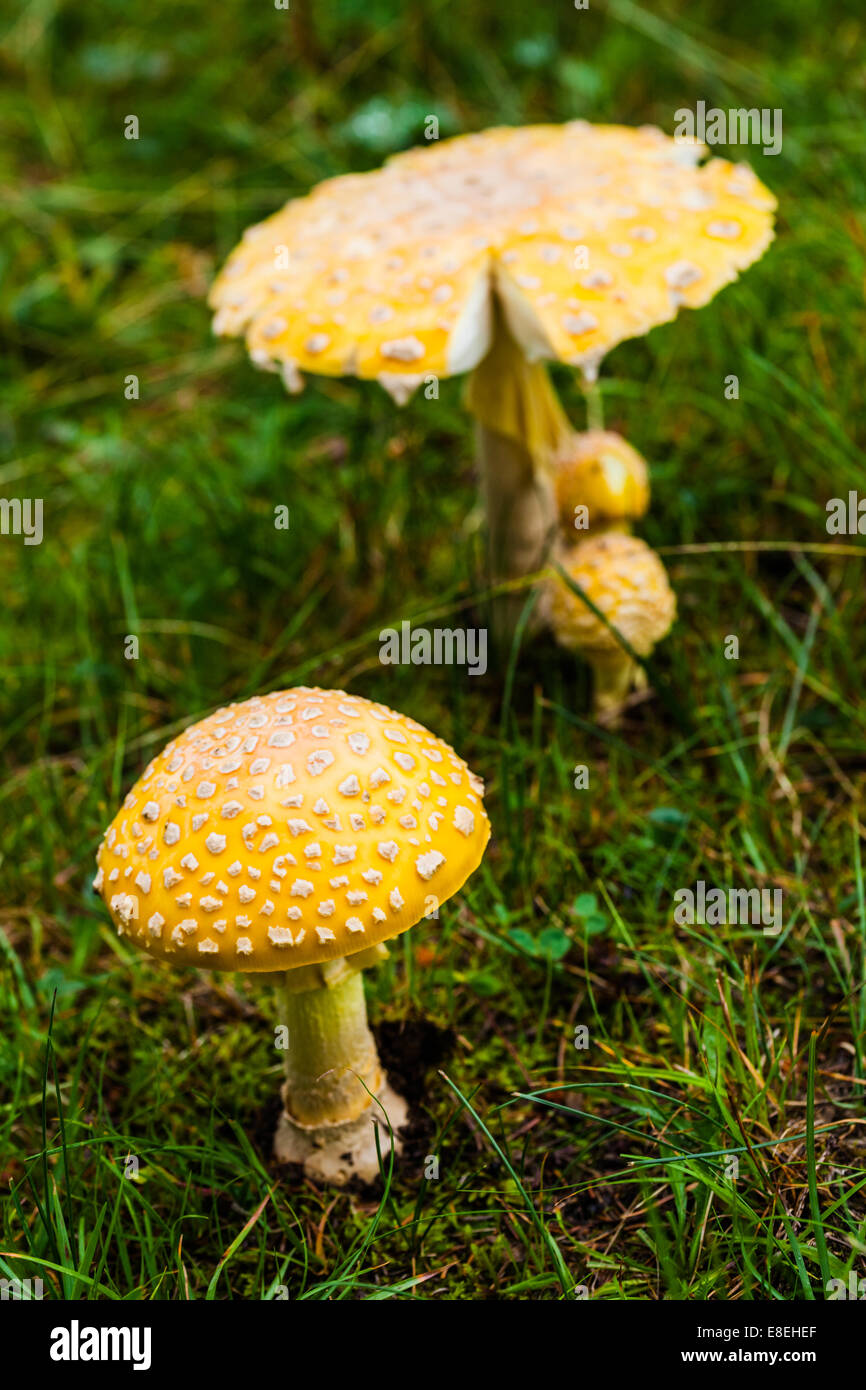 Velenoso Fungo giallo dettagli in natura crescente sull'erba Foto Stock