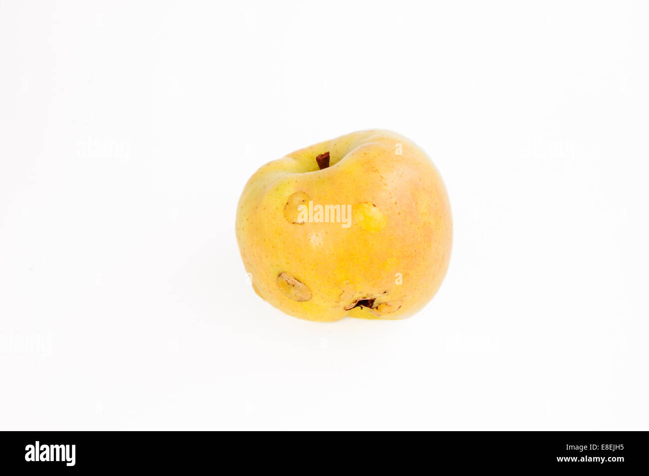 Grandinato Kio apple (un precoce, dolce, giallo varietà coltivate in Giappone) su uno sfondo bianco. Foto Stock