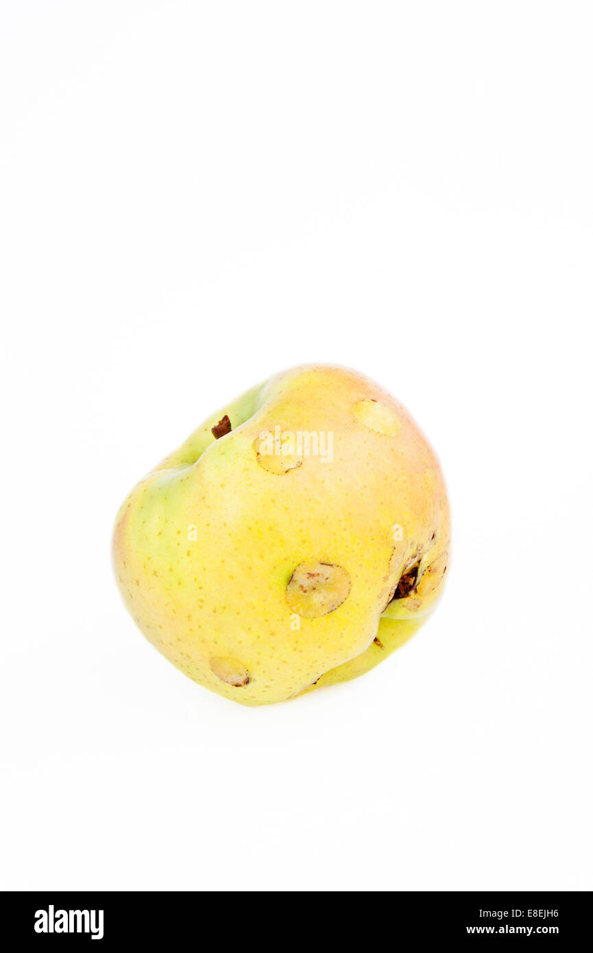 Grandinato Kio apple (un precoce, dolce, giallo varietà coltivate in Giappone) su uno sfondo bianco. Foto Stock