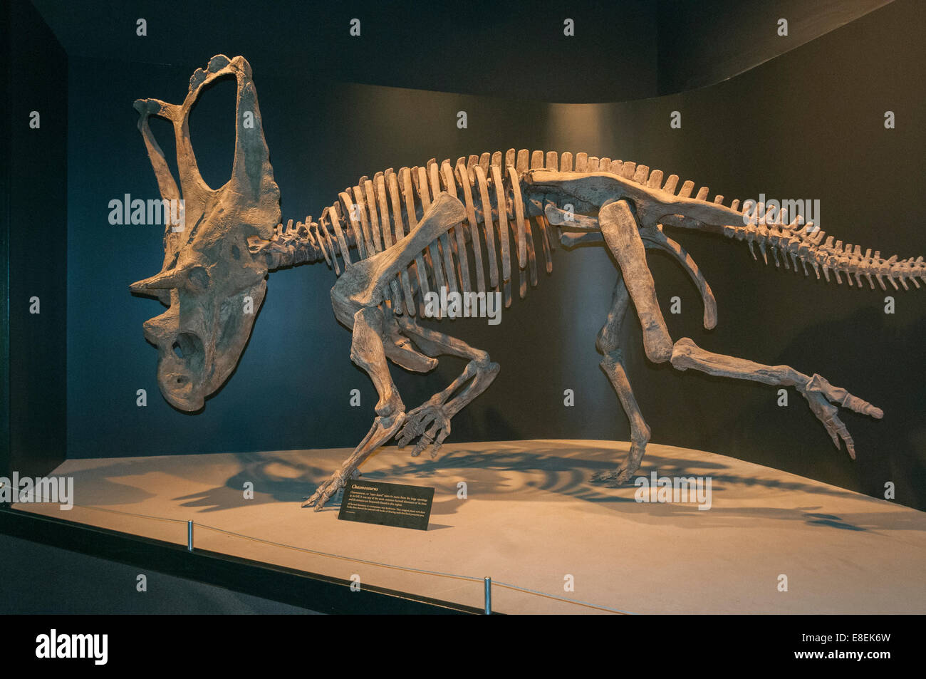 Elk203-6673 Canada, Alberta, Parco Provinciale dei Dinosauri, centro visitatori, di fossili di dinosauri presentano Foto Stock