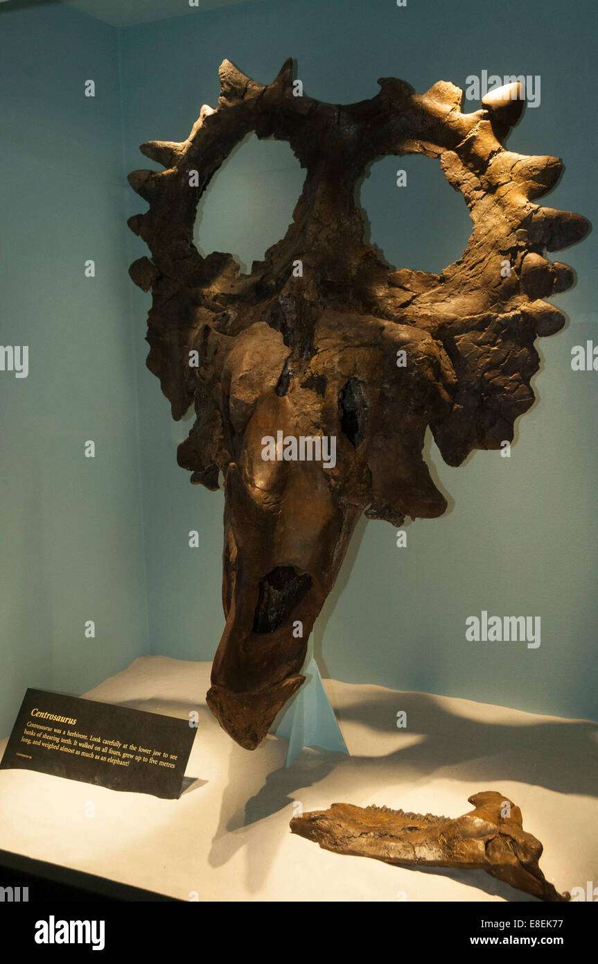 Elk203-6674v Canada, Alberta, Parco Provinciale dei Dinosauri, centro visitatori, di fossili di dinosauri presentano Foto Stock