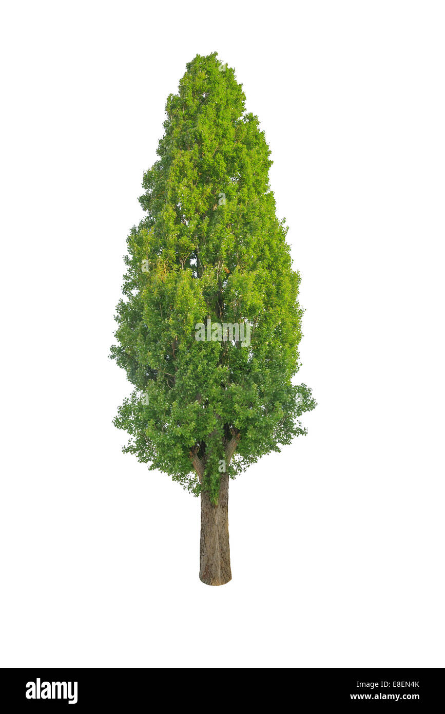 Albero verde isolato su bianco Foto Stock