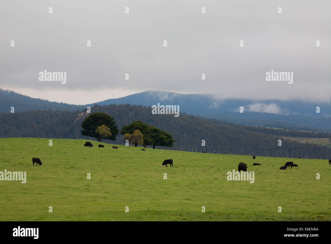 Il pascolo di bestiame sui prati alpini sulle alture delle montagne innevate Australia Foto Stock