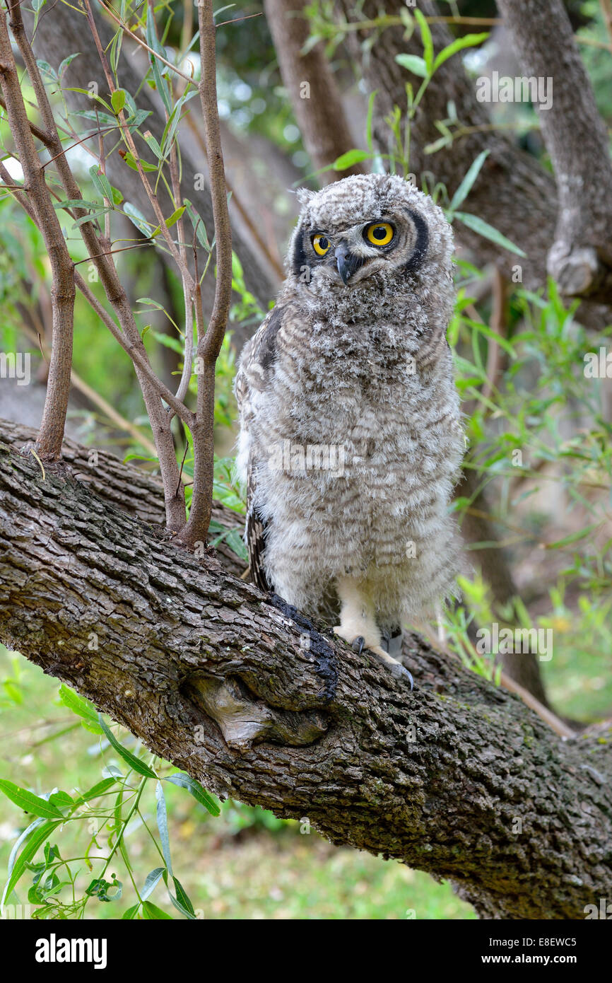 Avvistato Eagle-Owl (Bubo africanus), giovane uccello, Kirstenbosch National Botanical Garden, Cape Town, Western Cape, Sud Africa Foto Stock