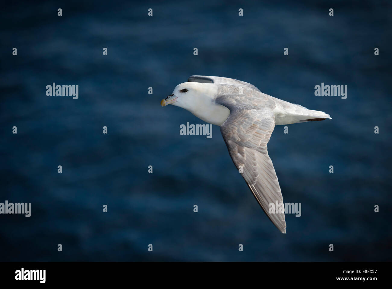 Northern Fulmar (Fulmaris glacialis) in volo, Groenlandia Foto Stock