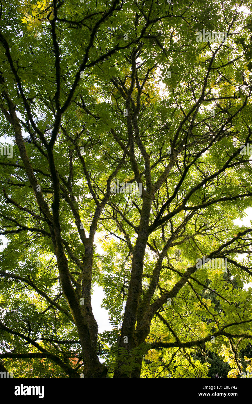 Phellodendron chinense. Cinese albero di sughero Foto Stock