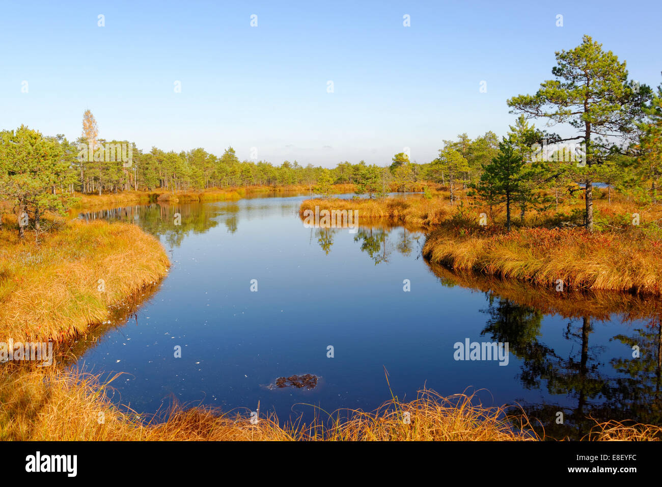 Bog-pool in Saara bog, Estonia. Foto Stock