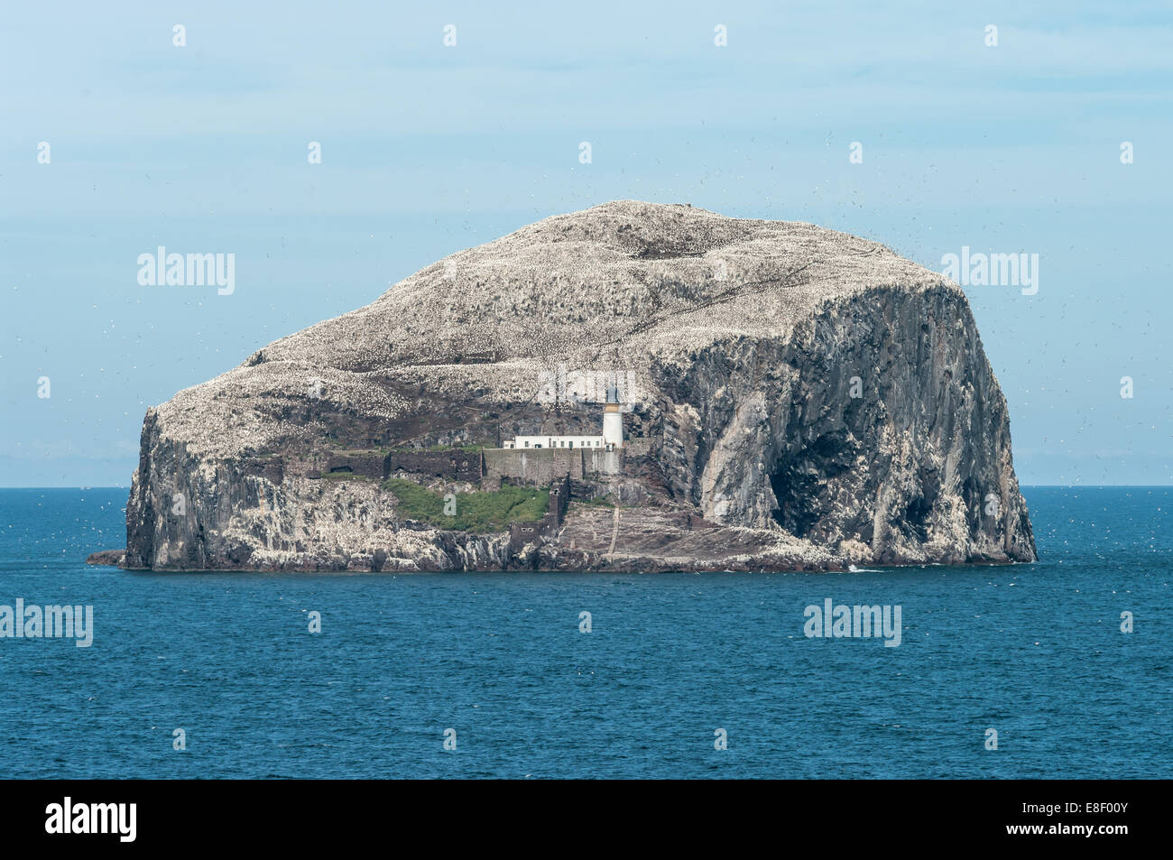 Bass Rock Foto Stock