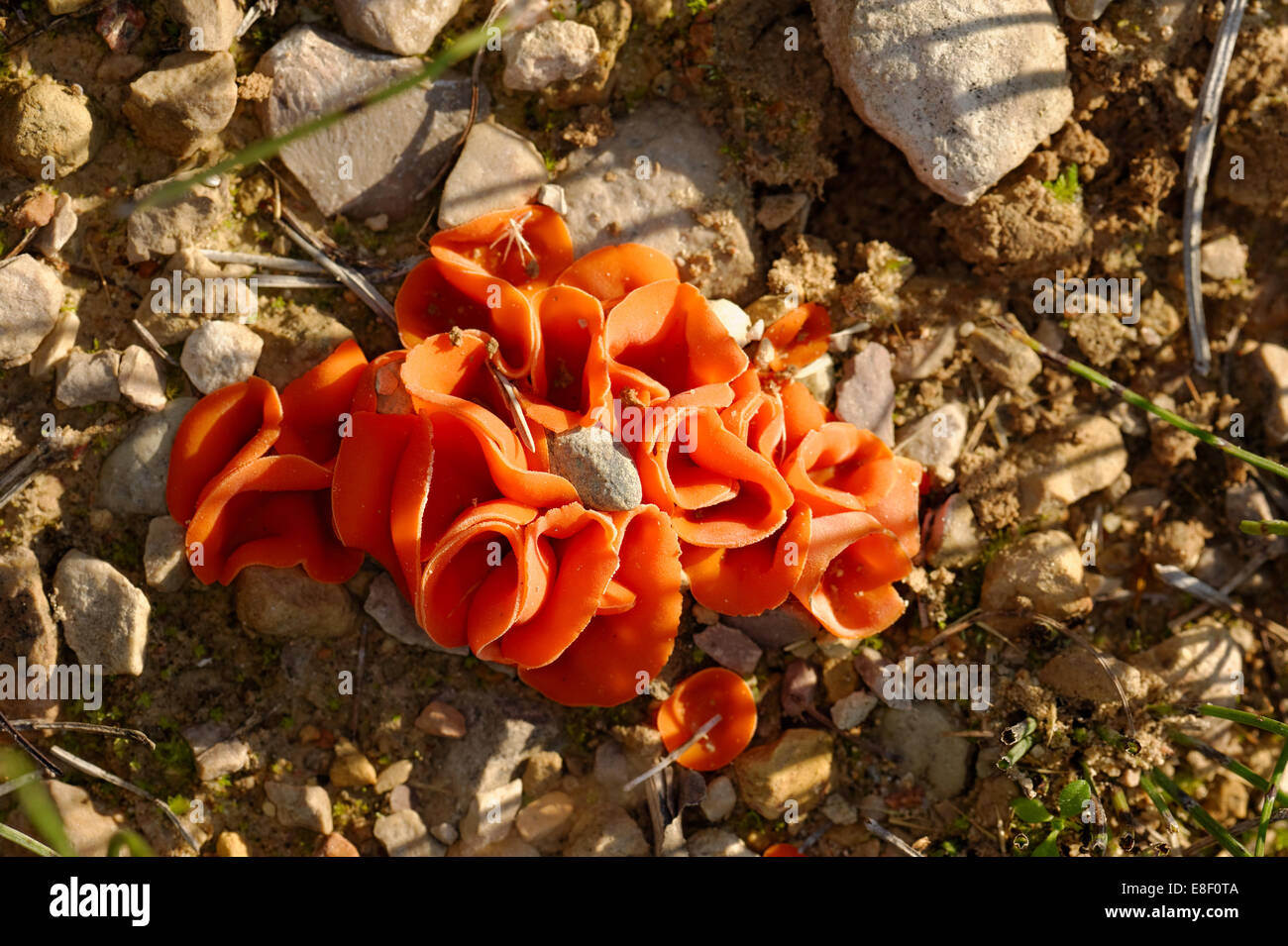 Buccia di arancia Fungo (Aleuria aurantia) è una diffusa ascomiceti fungo nell'ordine Pezizales. Foto Stock