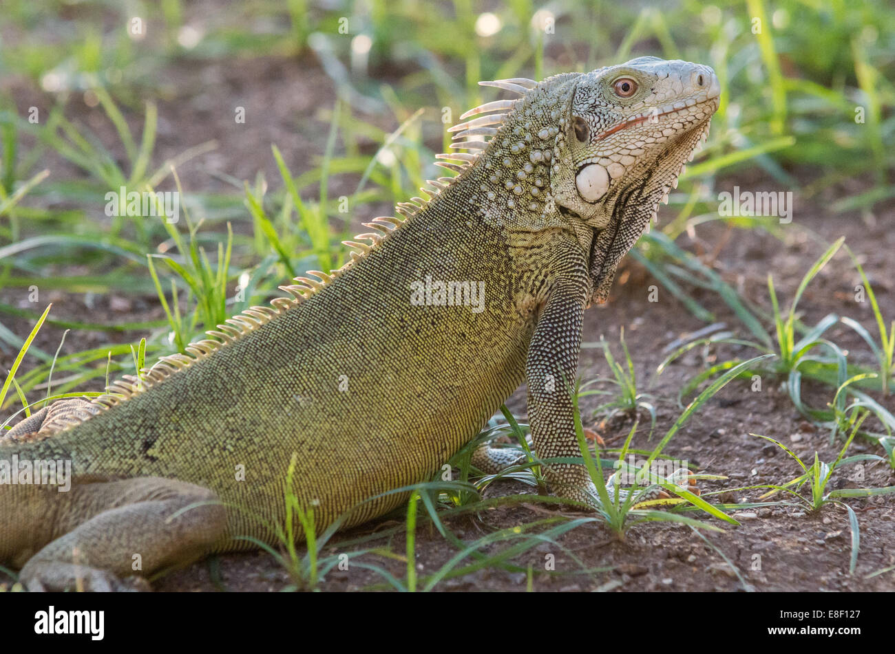 Iguana verde Foto Stock