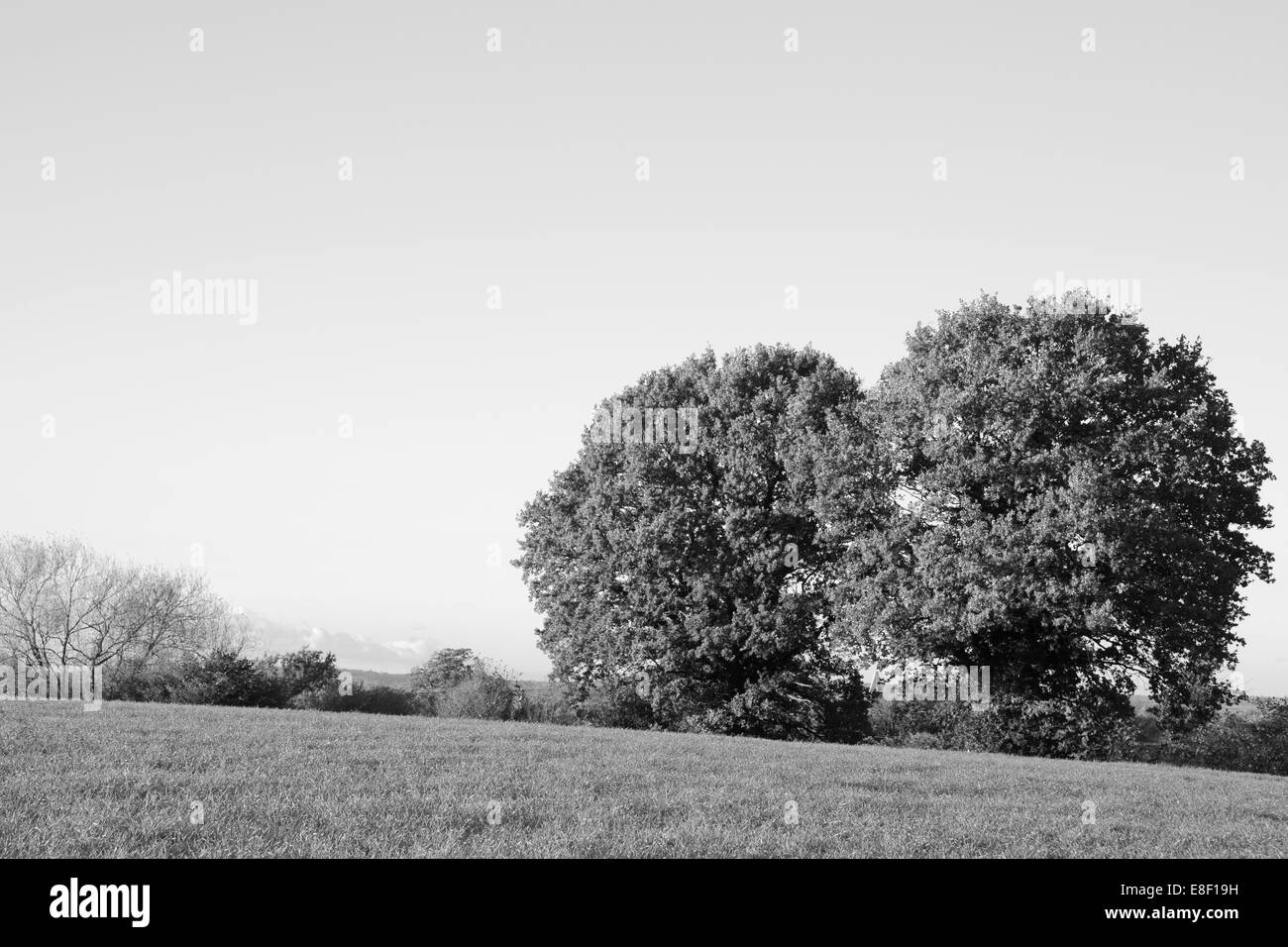 Pascoli lussureggianti con due coppia alberi di quercia su una soleggiata giornata autunnale - elaborazione monocromatica Foto Stock