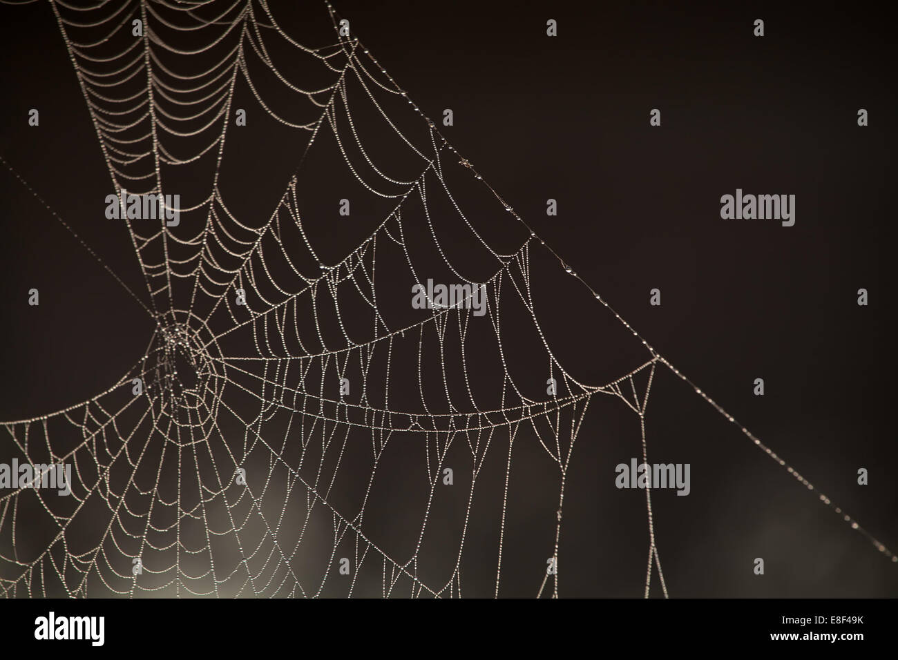 Spiderweb vicino fino all'aperto in autunno Foto Stock