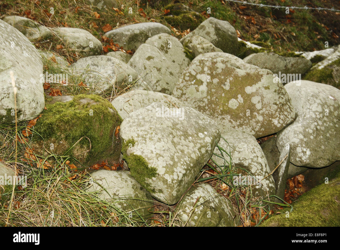 Il lichen coverede rocce a Lockerbie, Dumfriesshire, Scotland, Regno Unito Foto Stock