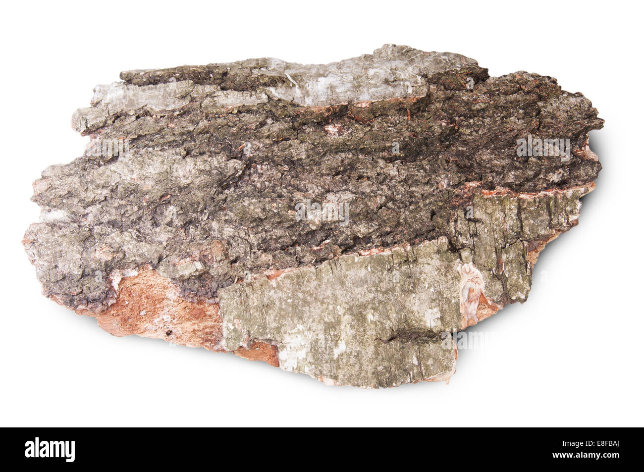 Pezzo di corteccia essiccata di vecchi Betulla isolati su sfondo bianco Foto Stock