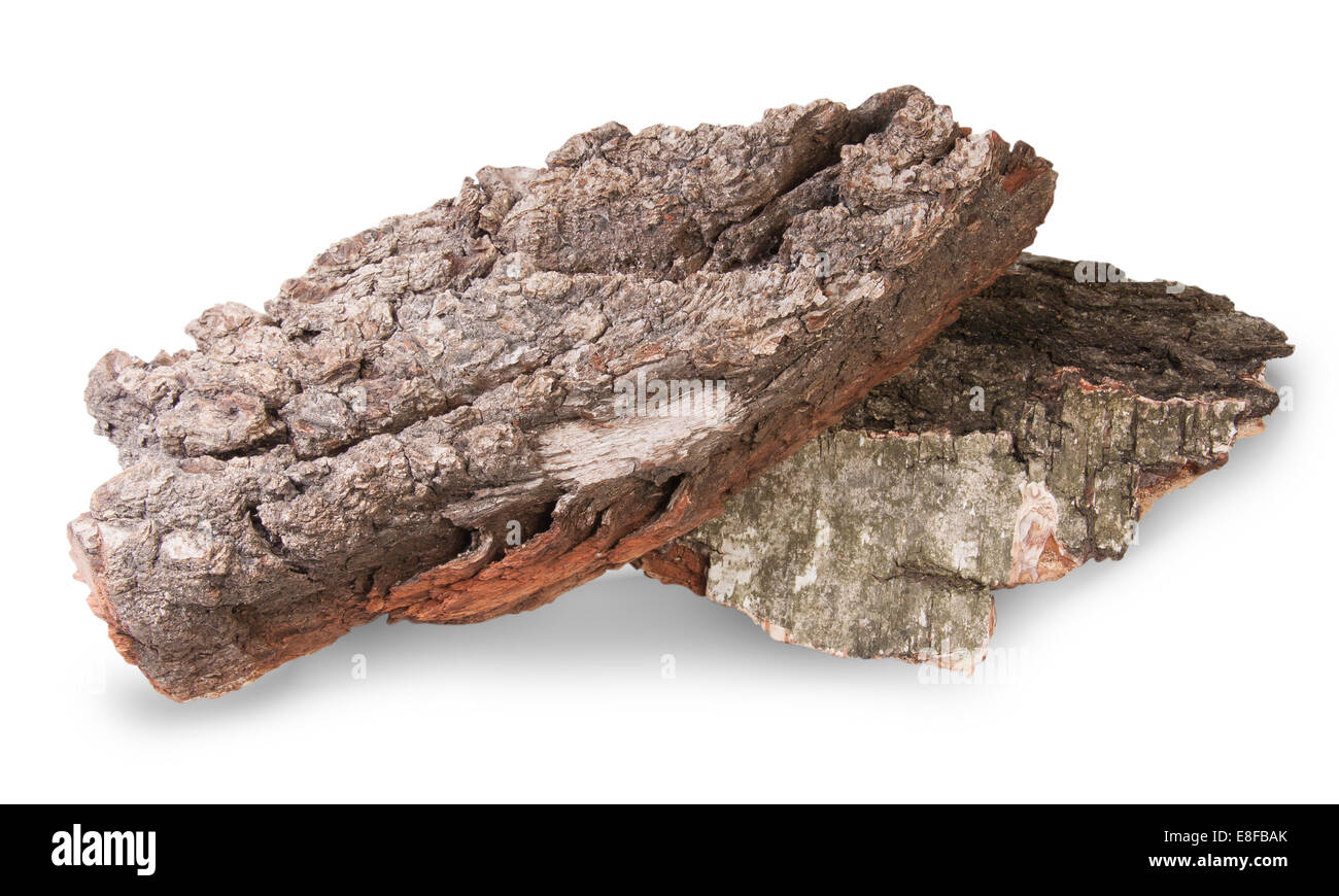 Pezzi di estratto secco di corteccia di betulla e legno di quercia isolati su sfondo bianco Foto Stock