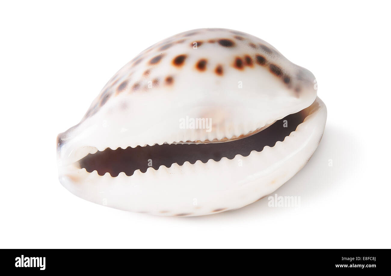 Tiger shell cowrie isolato in uno sfondo bianco Foto Stock