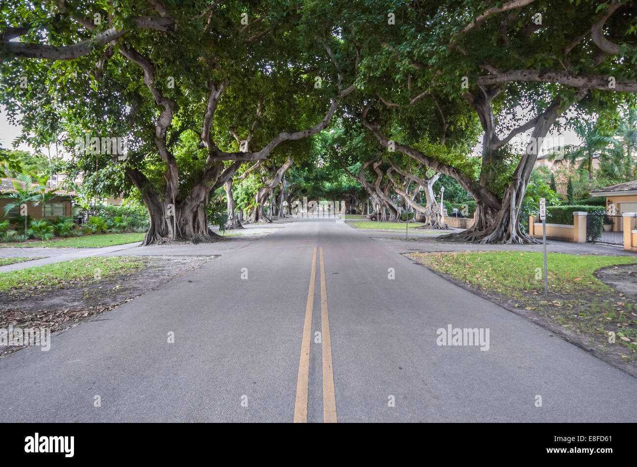 Giganteschi alberi di banyan in Coral Gables, Florida, Stati Uniti d'America Foto Stock