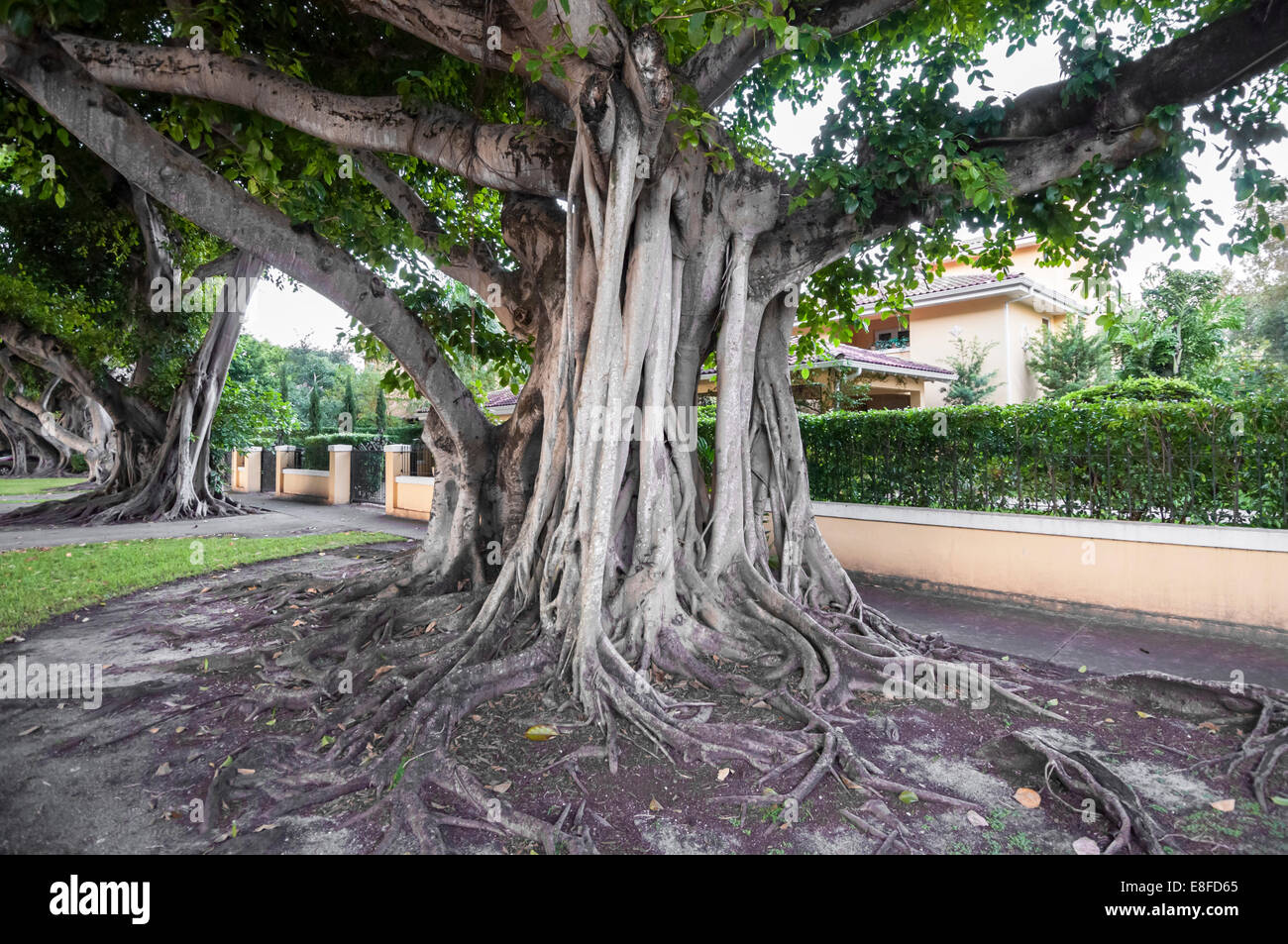 Giganteschi alberi di banyan in Coral Gables, Florida, Stati Uniti d'America Foto Stock