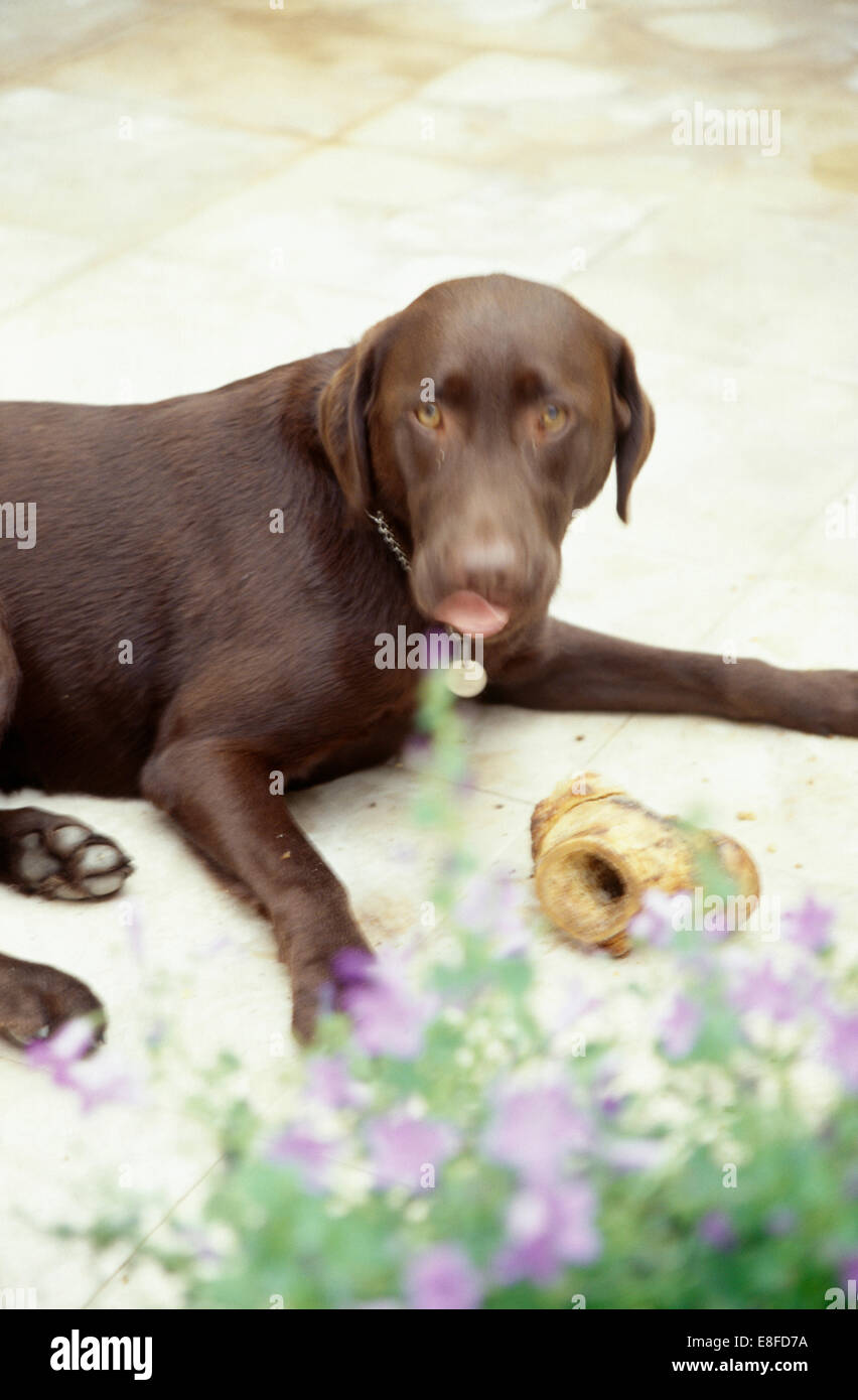 Close-up di marrone labrador cane sdraiato sul pavimento con un osso Foto Stock