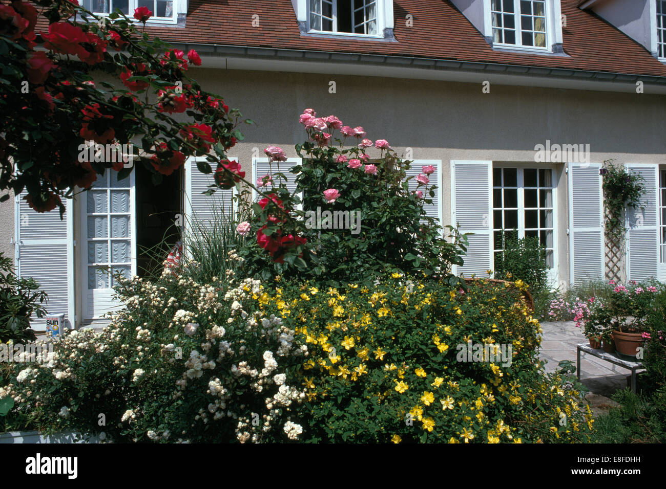 Il bianco e il Rosa Rose e Giallo hypericum cresce accanto al patio davanti della casa francese di campagna con grigio chiaro scuri Foto Stock