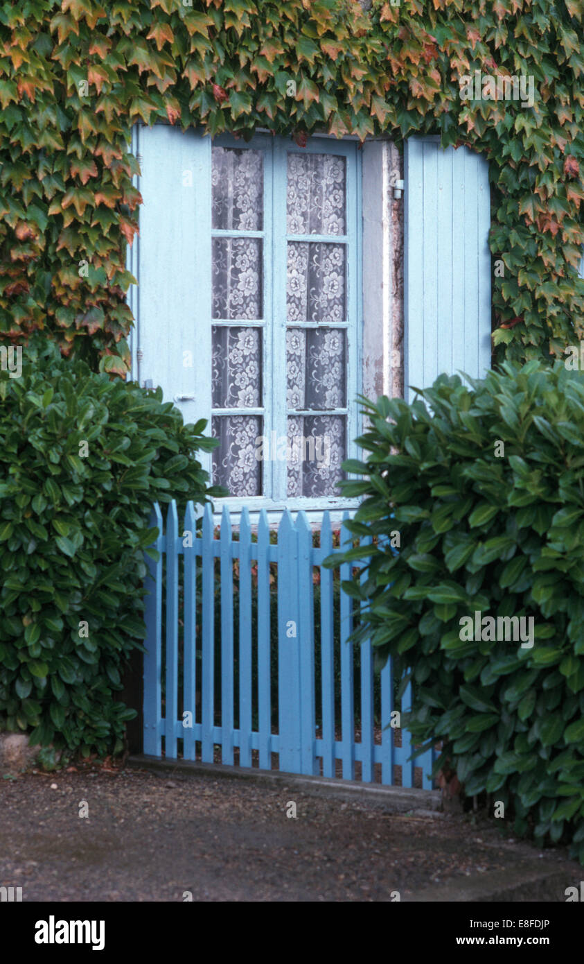 Laurel boccole su entrambi i lati del blu Picket Fence accanto a casa con blu pallido otturatore sulla finestra delimitata da Virginia superriduttore Foto Stock