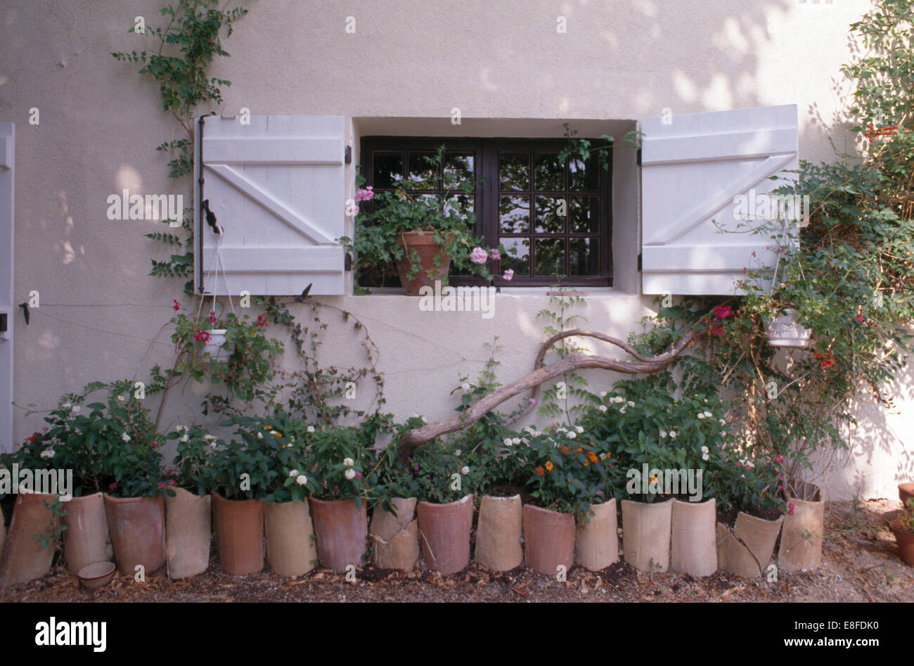 Piante in una fila di cilindrica di vasi di terracotta sotto la finestra di bianco con persiane di legno Foto Stock