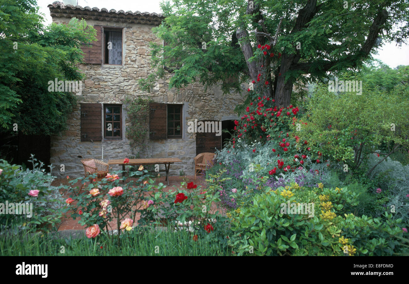 Patio sotto gli alberi al di fuori di un francese antico casale in pietra con un ampio arbusto di confine con la confettura di albicocche e rose rosse. Foto Stock