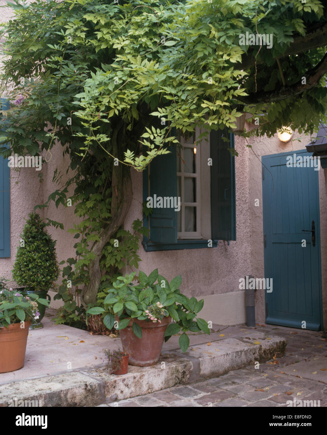 Piante in vaso sotto la finestra con persiane verdi sul francese country house con verde e rigogliosa pianta rampicante Foto Stock