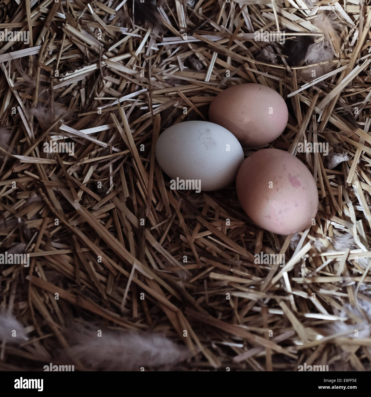 Tre uova sulla paglia in un pollaio Foto Stock