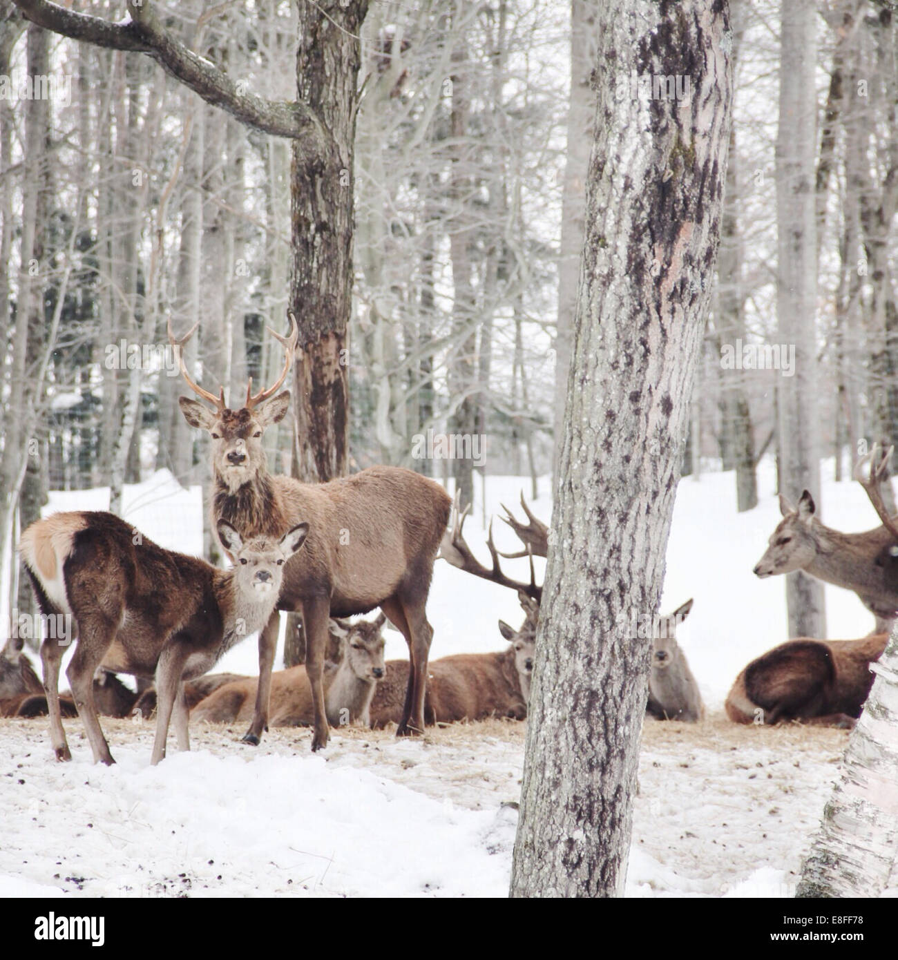 Canada, cervi nella foresta di inverno Foto Stock