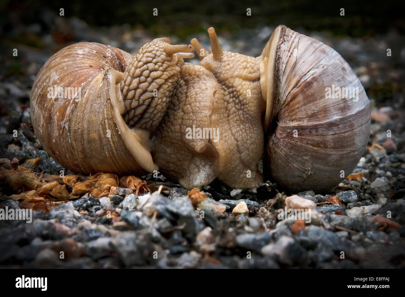 Riproduzione di lumache immagini e fotografie stock ad alta risoluzione -  Alamy