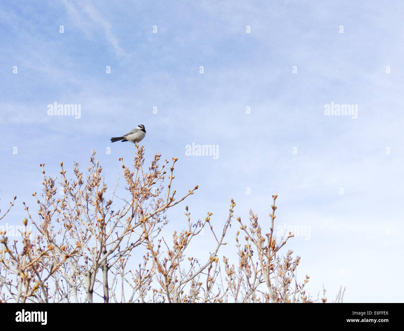 Bird su tree top Foto Stock