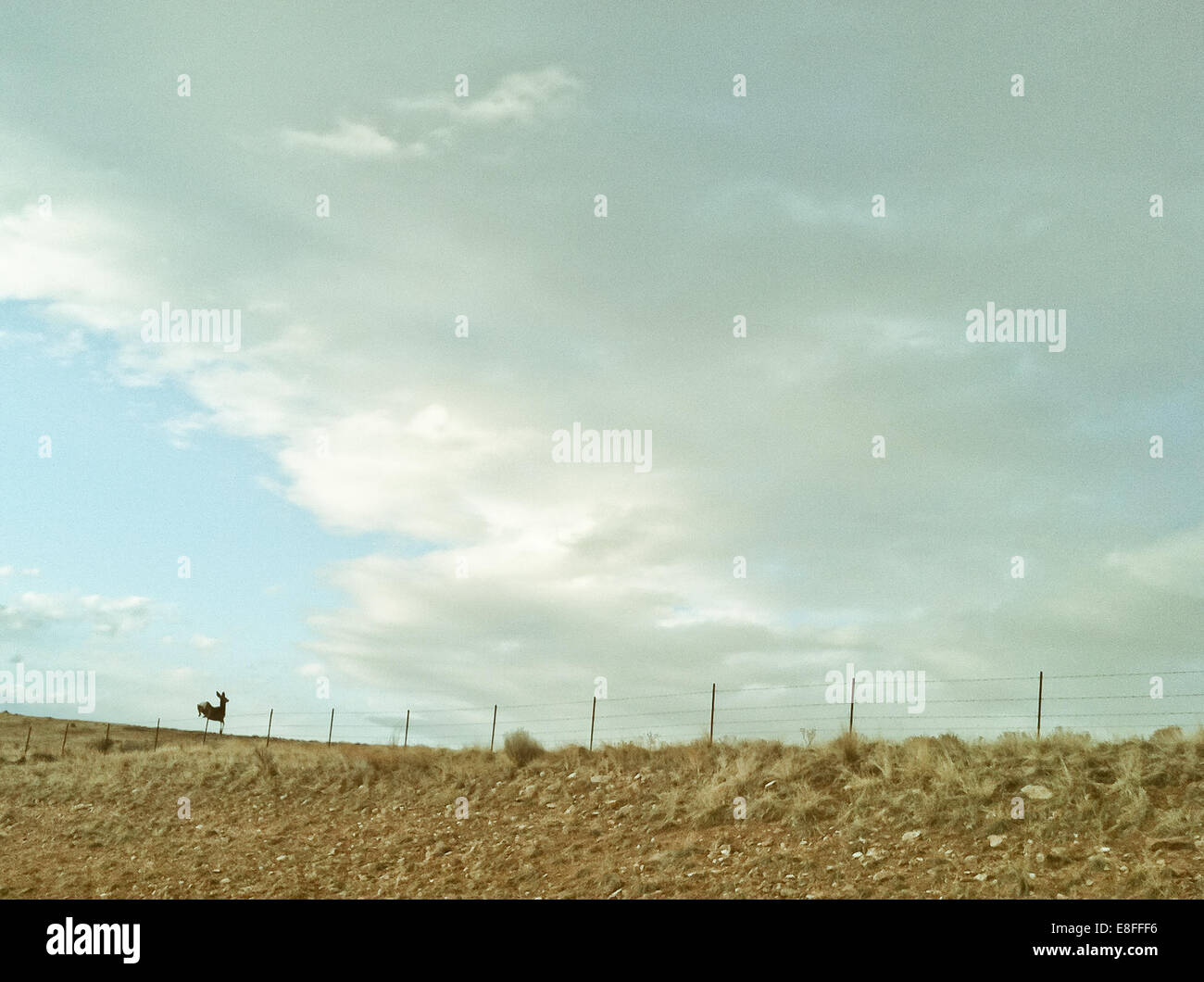 Cervo che saltano sopra una recinzione in campo, Stati Uniti Foto Stock