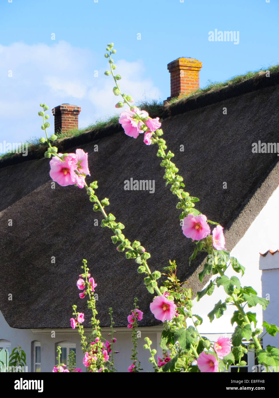 Fiori di Hollyhock che crescono di fronte a una tradizionale casa estiva con tetto di paglia, Fanoe, Jutland, Danimarca Foto Stock