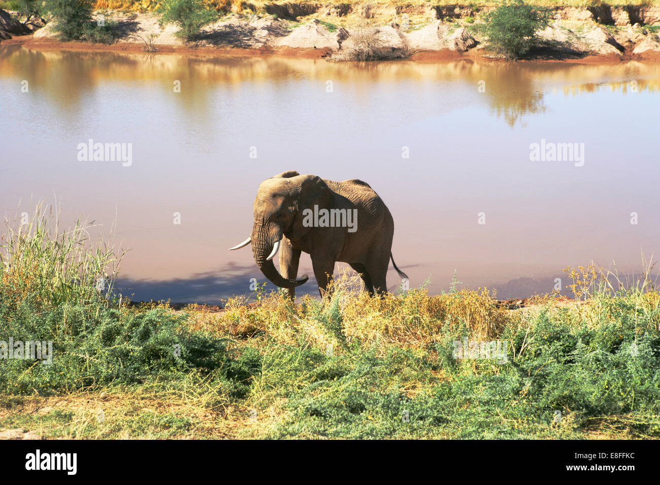 Elefante africano da un foro di irrigazione, Namibia Foto Stock