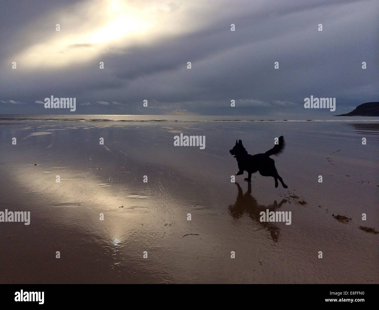 Cane che corre sulla spiaggia di Caswell Bay, Penisola di Gower, Galles, Regno Unito Foto Stock